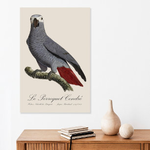 Afrikansk grå papegoja, Psittacus erithacus, vinta Poster
