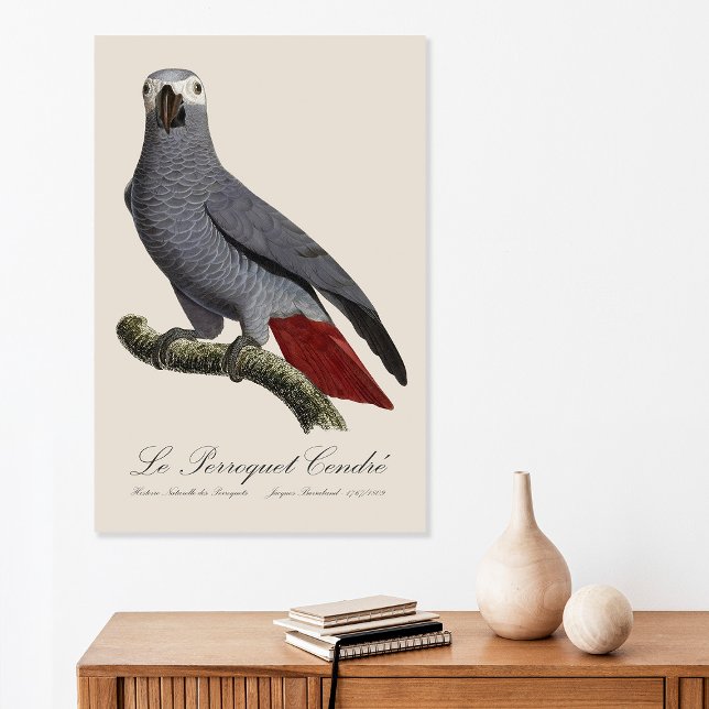 Afrikansk grå papegoja, Psittacus erithacus, vinta Poster (Le Perroquet Cendre - 19th century illustration. Poster)