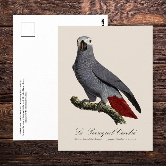 Afrikansk grå papegoja, Psittacus erithacus, vinta Vykort (Le Perroquet Cendre - 19th century illustration. Postcard)
