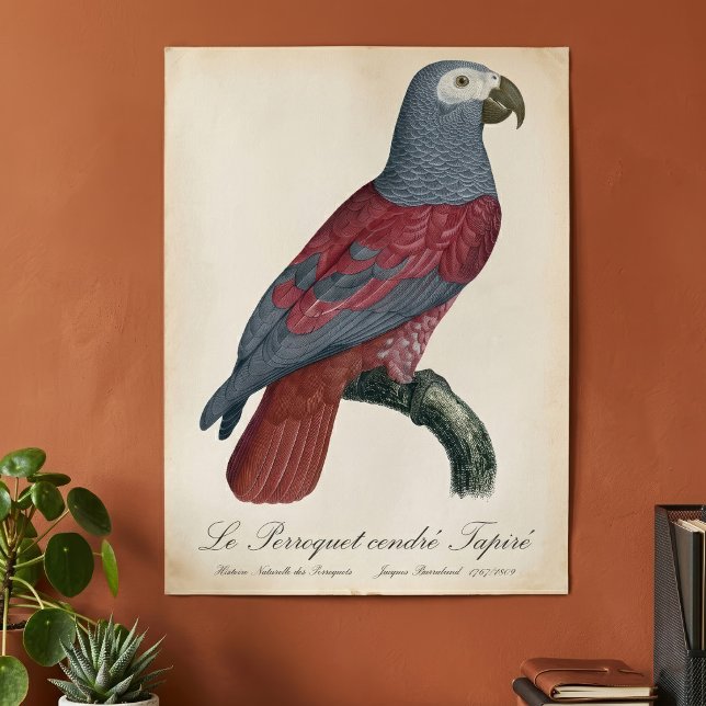 Afrikansk grå papegoja Röd faktor Psittacus Eritha Poster (African Grey Parrot Red Factor Psittacus Erithacus. Poster)