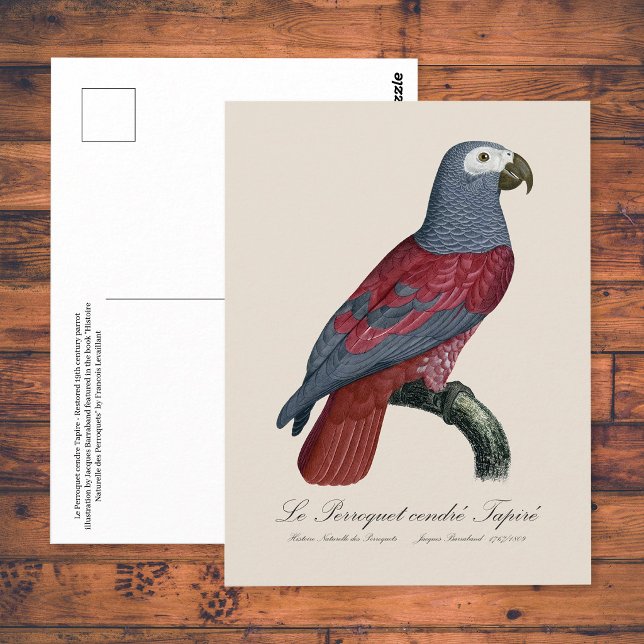 Afrikansk grå papegoja Röd faktor Psittacus Eritha Vykort (African Grey Parrot Red Factor Psittacus Erithacus. Postcard)