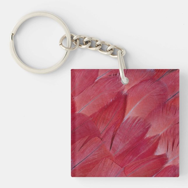 Afrikansk grå papegojfjäderdesign (Framsidan)