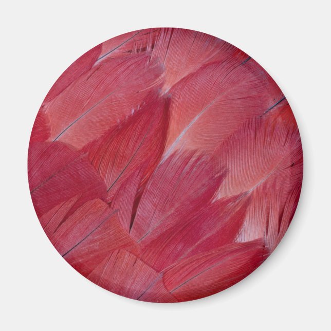 Afrikansk grå papegojfjäderdesign magnet (Framsidan)