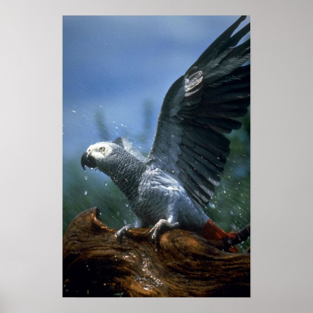 Afrikansk grått-papegoja i slangduschen poster (Framsidan)