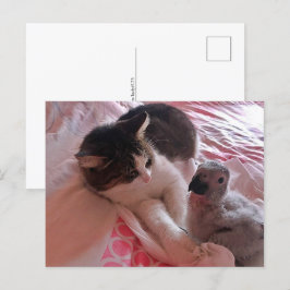 Afrikansk grått-papegoja och katt, postkorsning vykort