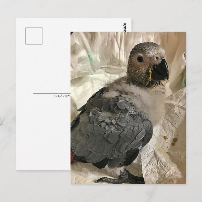 Afrikansk grått-papegoja, vykort för postkorsning (Fram/baksida)