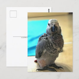 Afrikansk grått-papegoja, vykort för postkorsning