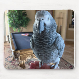 Afrikansk Grått Parrot Bassäng bord Musmatta