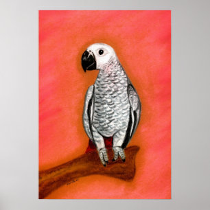 Afrikansk Grått Parrot Bird Porträtt Poster