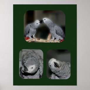 Afrikansk Grått Parrot Collage Animal Poster