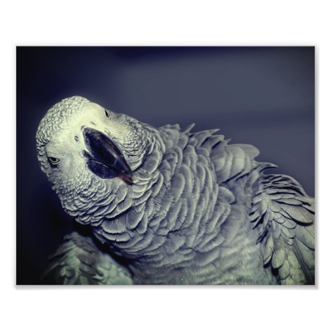 Afrikansk Grått Parrot Cute Bird 8 x 10 Fototryck (Framsidan)