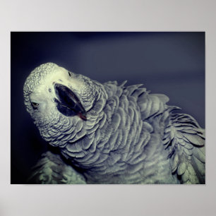 Afrikansk Grått Parrot Cute Bird Poster