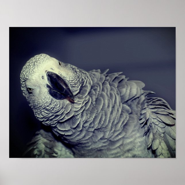Afrikansk Grått Parrot Cute Bird Poster (Framsidan)