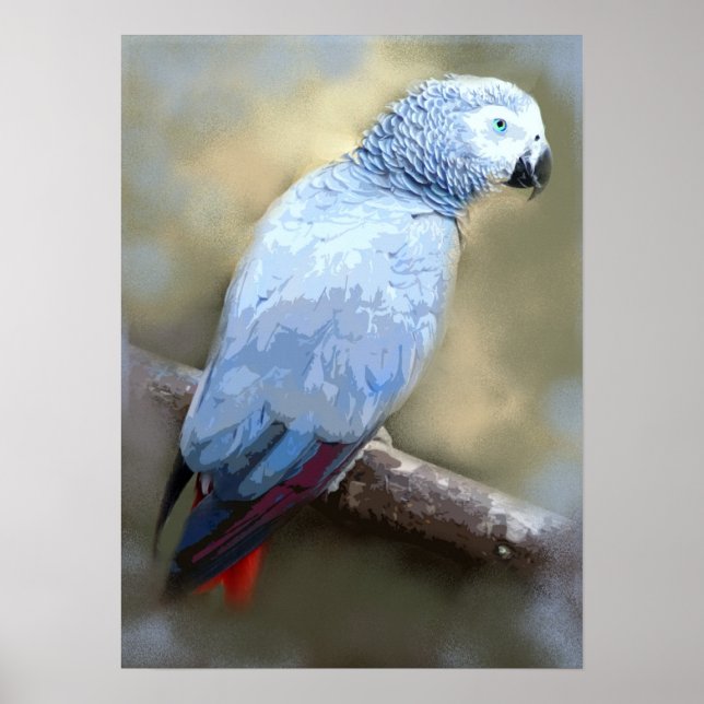 Afrikansk Grått Parrot Fine Art Prages Poster (Framsidan)