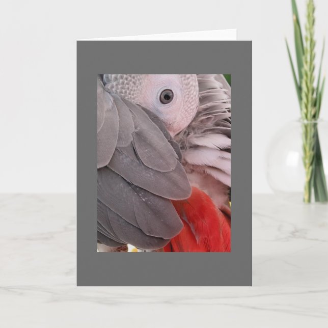 Afrikansk Grått Parrot-hälsningskort Kort (Framsida)
