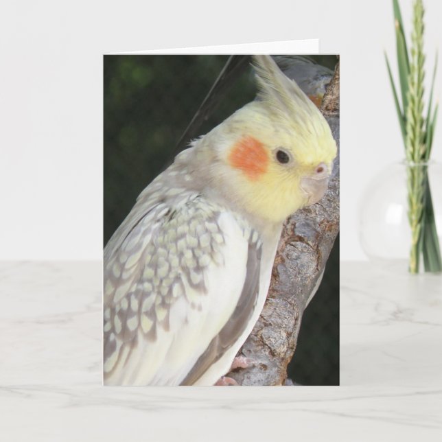 Afrikansk Grått Parrot-hälsningskort Kort (Framsida)