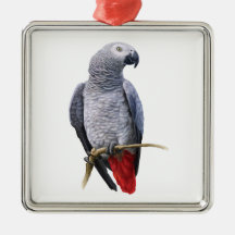 Afrikansk Grått Parrot
