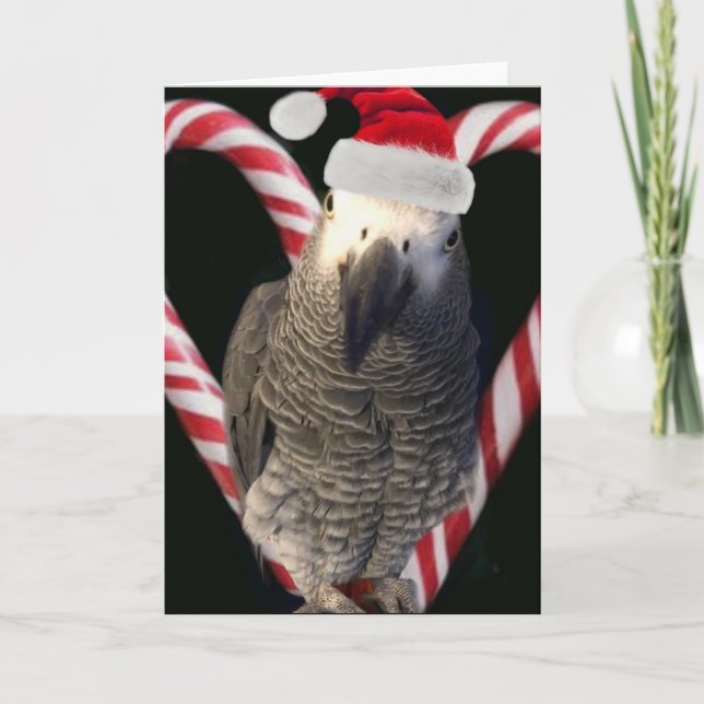 Afrikansk Grått Parrot Julhelg Card Helgkort (Framsida)