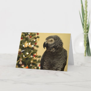 Afrikansk Grått Parrot-julkort Helgkort