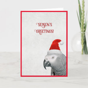 Afrikansk Grått Parrot-julkort Helgkort