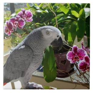 Afrikansk Grått Parrot med Orchids Kakelplatta