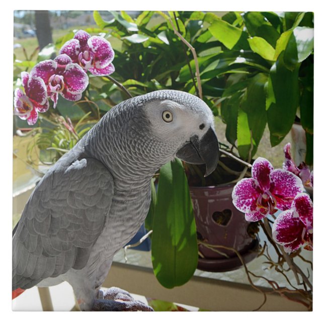 Afrikansk Grått Parrot med Orchids Kakelplatta (Framsidan)