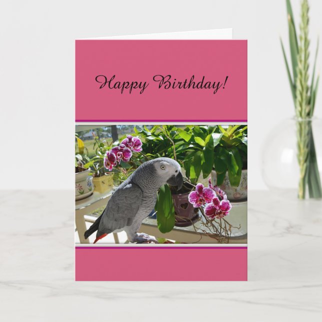 Afrikansk Grått Parrot med Orchids Kort (Framsida)
