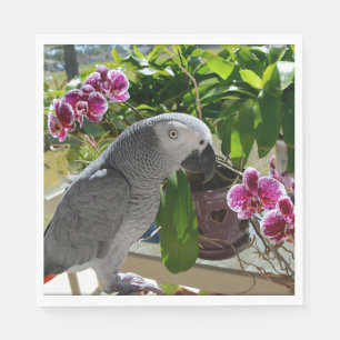 Afrikansk Grått Parrot med Orchids Pappersservett