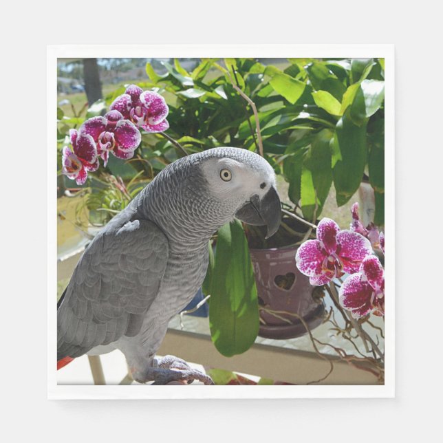 Afrikansk Grått Parrot med Orchids Pappersservett (Framsidan)