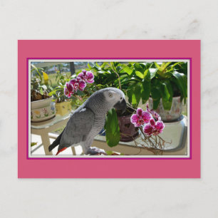 Afrikansk Grått Parrot med Orchids Vykort