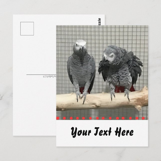 Afrikansk Grått Parrot, postkorsning Vykort (Fram/baksida)