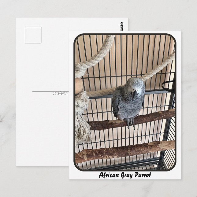 Afrikansk Grått Parrot, postkorsning Vykort (Fram/baksida)