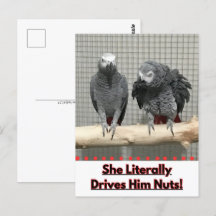 Afrikansk Grått Parrot, postkorsning