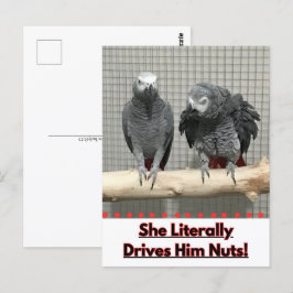 Afrikansk Grått Parrot, postkorsning Vykort