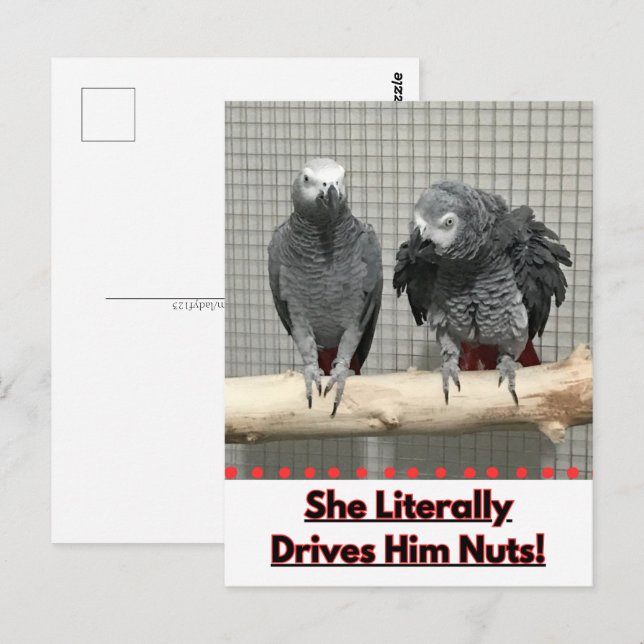 Afrikansk Grått Parrot, postkorsning Vykort (Fram/baksida)