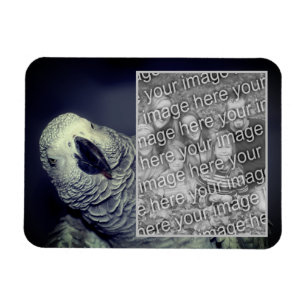 Afrikansk Grått Parrot Ram Lägg till ditt foto Magnet
