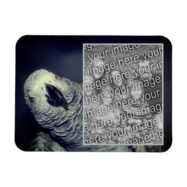 Afrikansk Grått Parrot Ram Lägg till ditt foto Magnet (Horisontell)