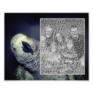 Afrikansk Grått Parrot Ram Skapar din egen 8 x 10 Fototryck