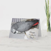 Afrikansk Grått Parrot Sitta på ägg