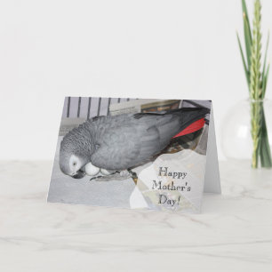 Afrikansk Grått Parrot Sitta på ägg Kort