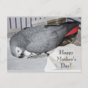Afrikansk Grått Parrot Sitta på ägg Vykort