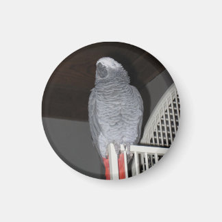 Afrikansk Grått Parrot Sleeping Magnet