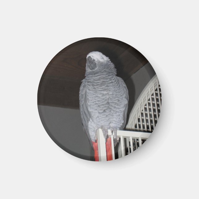Afrikansk Grått Parrot Sleeping Magnet (Framsidan)