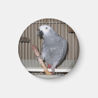 Afrikansk Grått Parrot som äter kycklingben Magnet