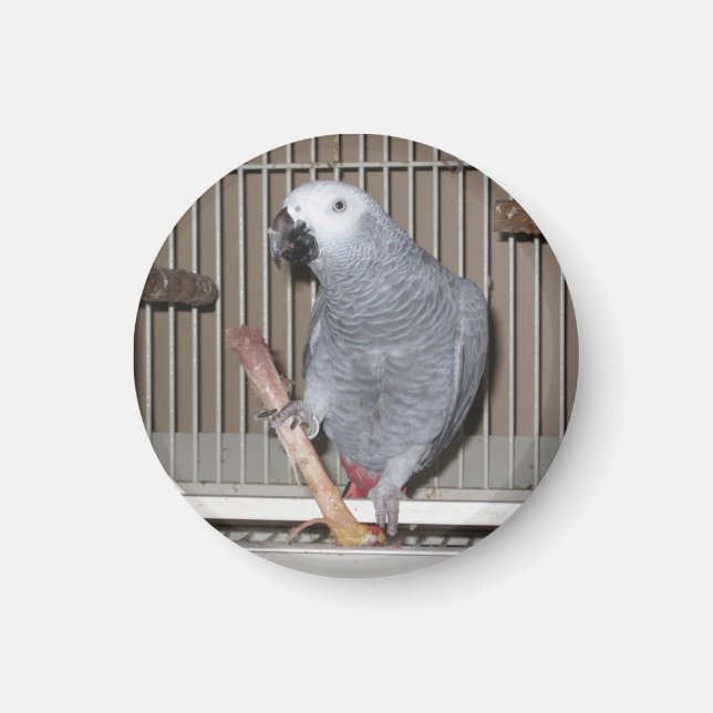 Afrikansk Grått Parrot som äter kycklingben Magnet (Framsidan)