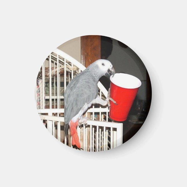 Afrikansk Grått Parrot som håller i kopp Magnet (Framsidan)
