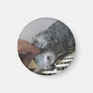 Afrikansk Grått Parrot som kliar huvudet Magnet