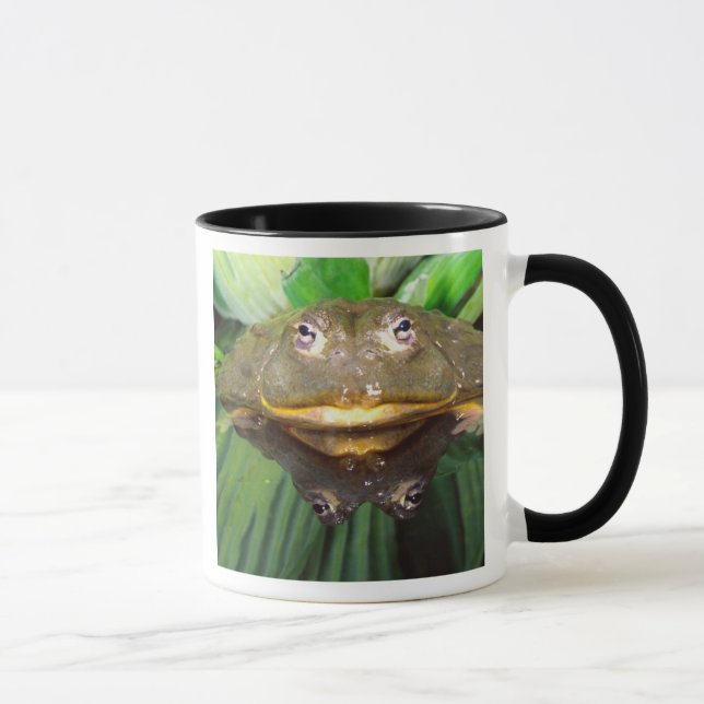 Afrikansk grävgroda, Pyxicephalus 2 Mugg (Höger)
