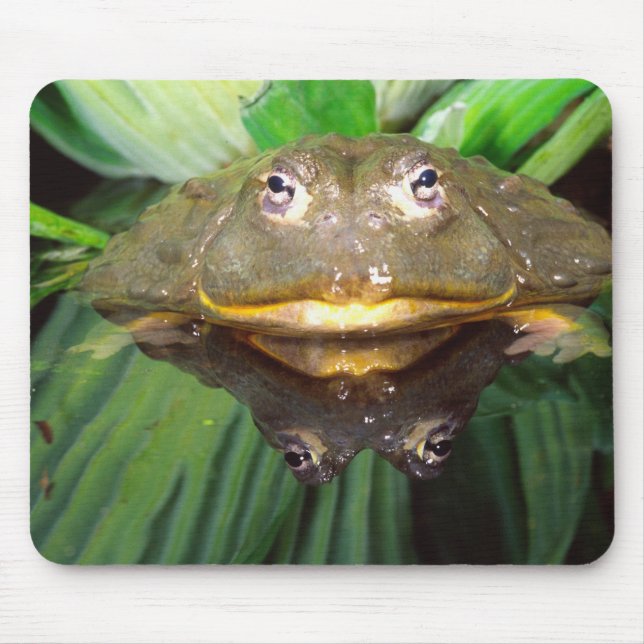 Afrikansk grävgroda, Pyxicephalus 2 Musmatta (Framsidan)