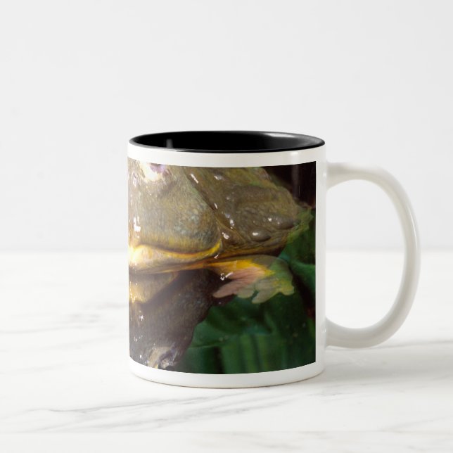 Afrikansk grävgroda, Pyxicephalus 2 Två-Tonad Mugg (Höger)